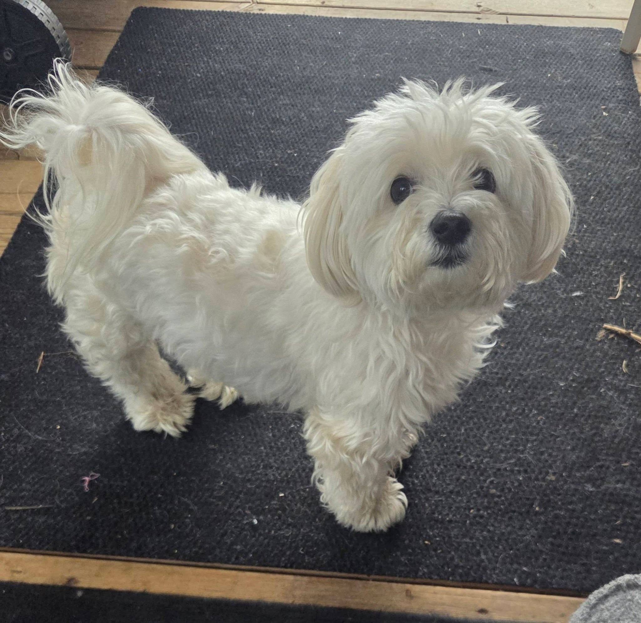 Lost Dog in Barrie