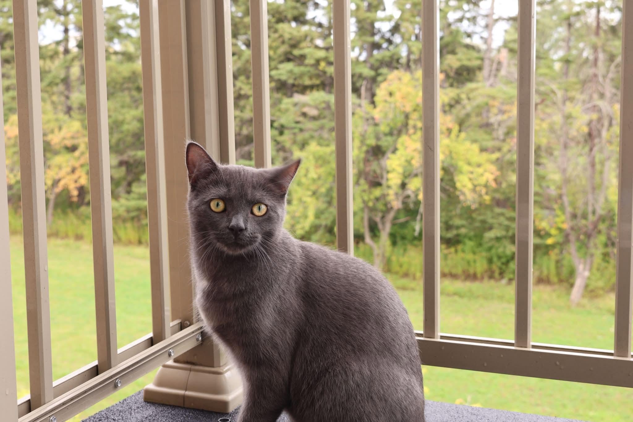 Lost Cat in Richmond Hill