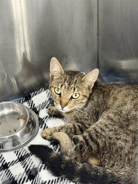 Found cat