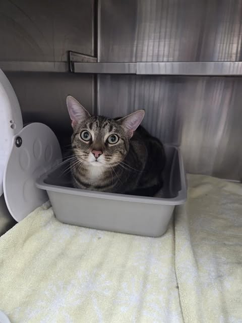 Found cat