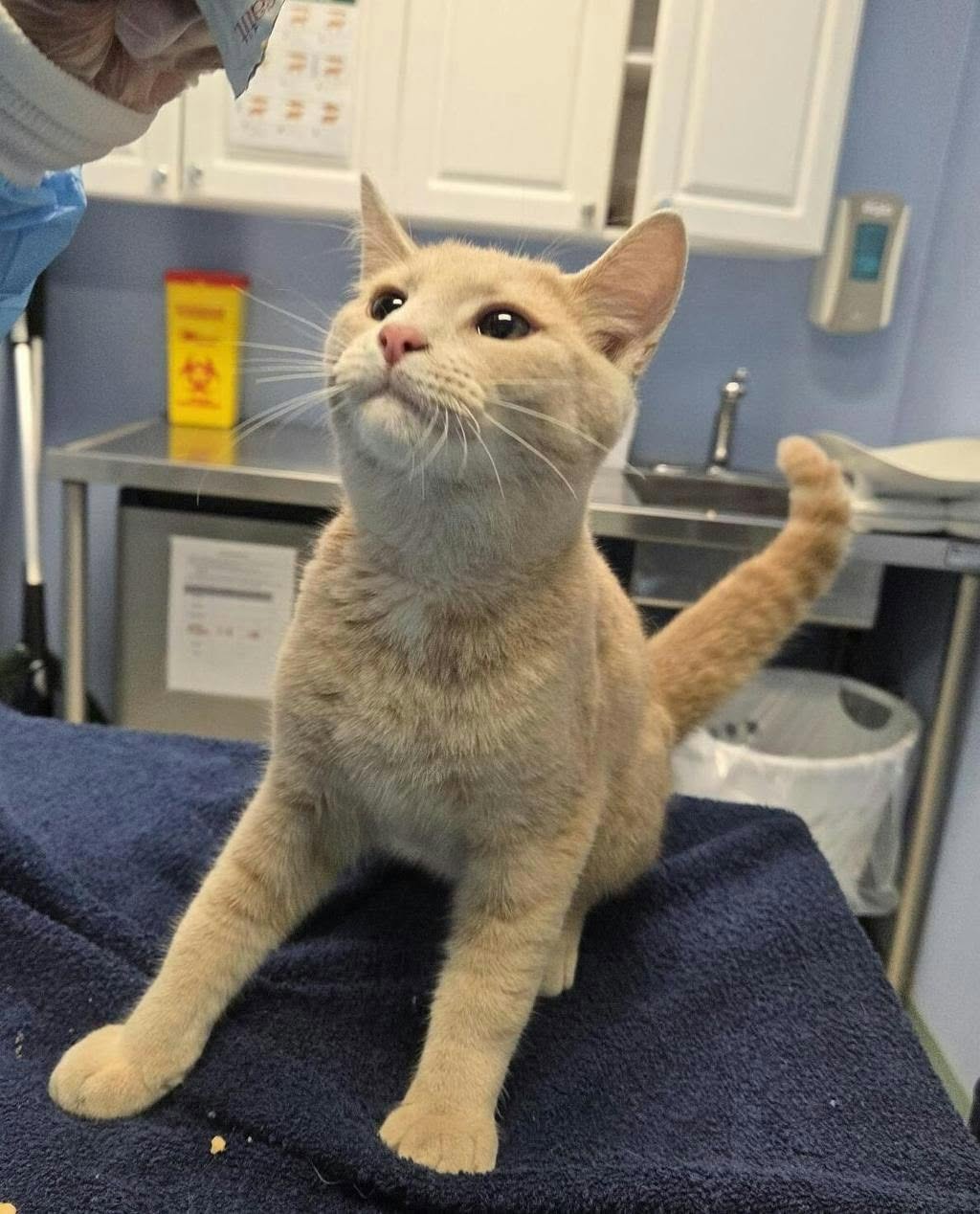 Found Cat in OSPCA Stouffville