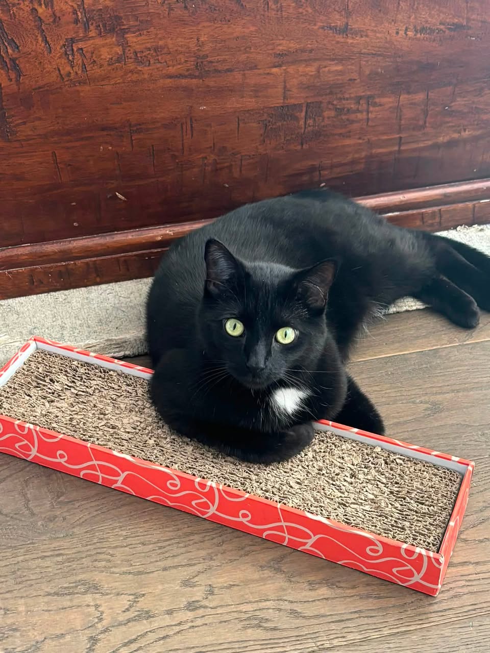 Lost cat