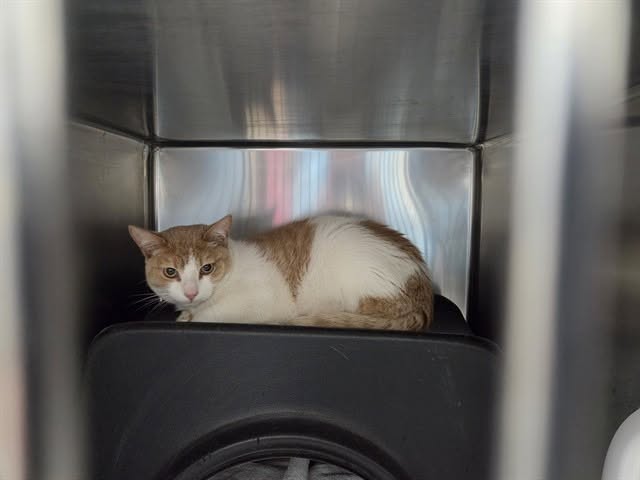 Found cat