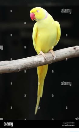 Found bird