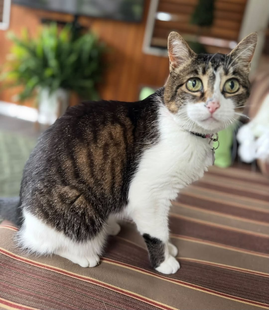 Lost cat
