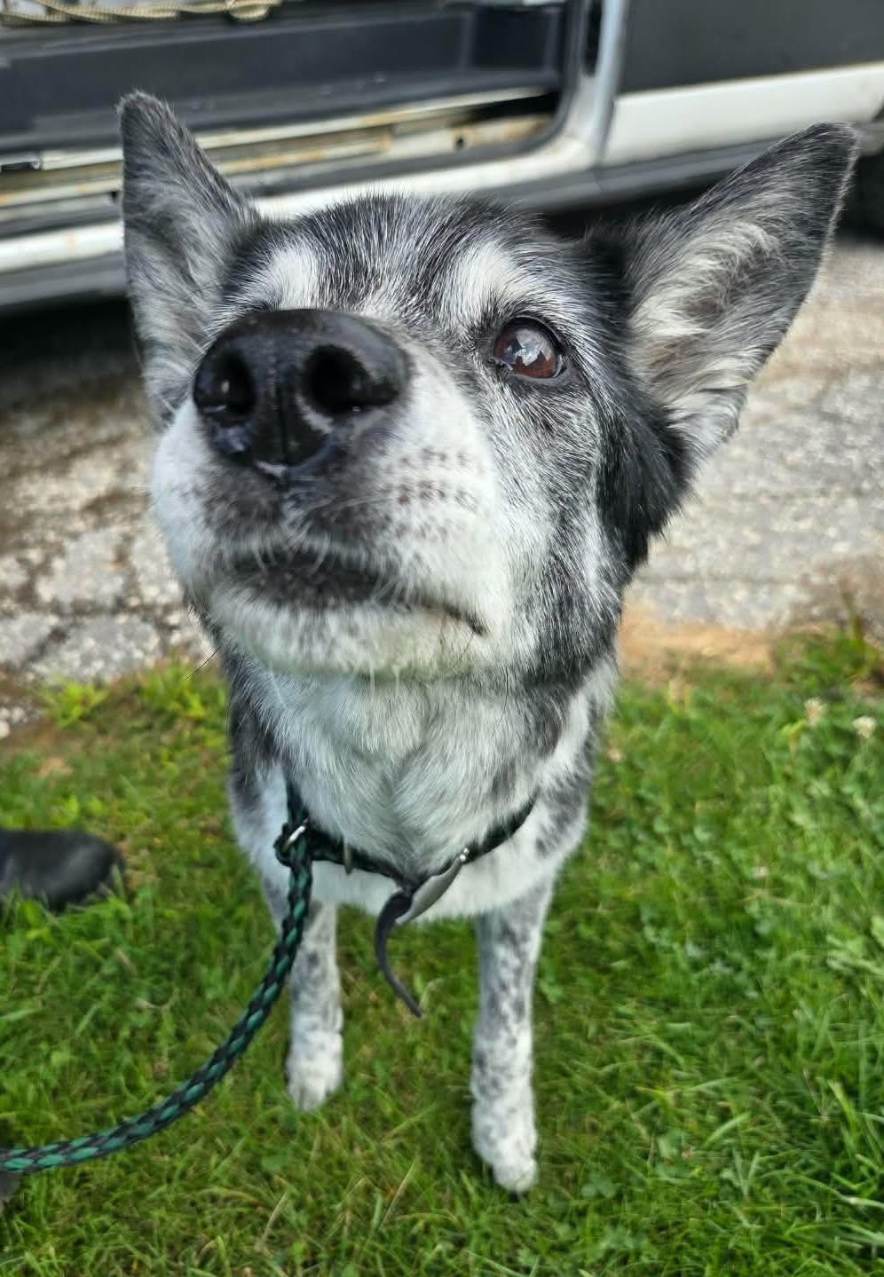 Found dog