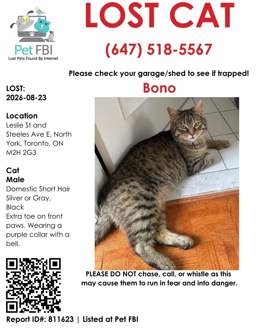 Lost cat