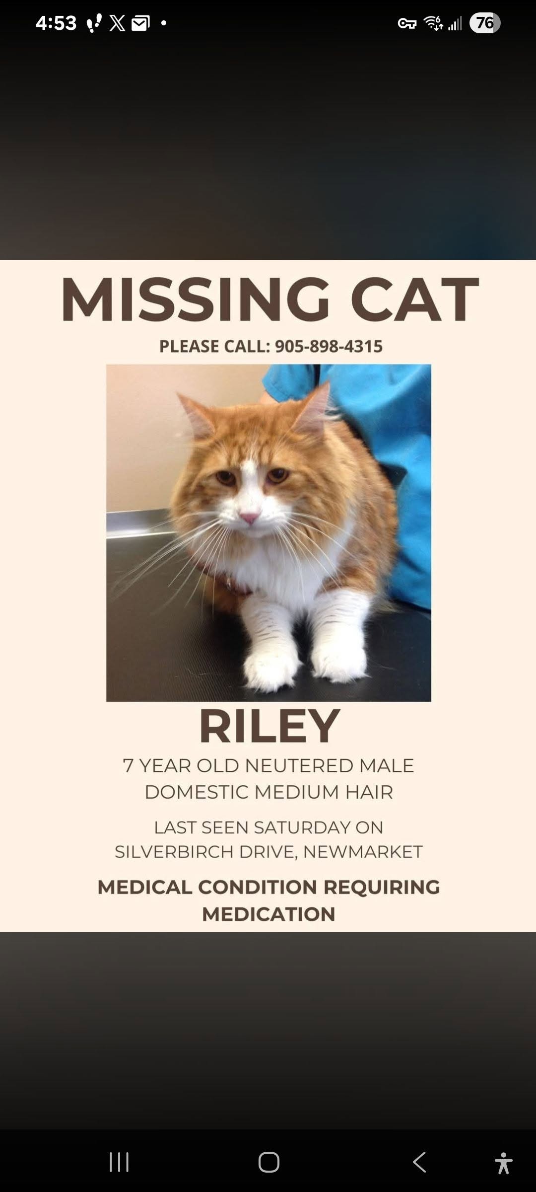 Lost cat