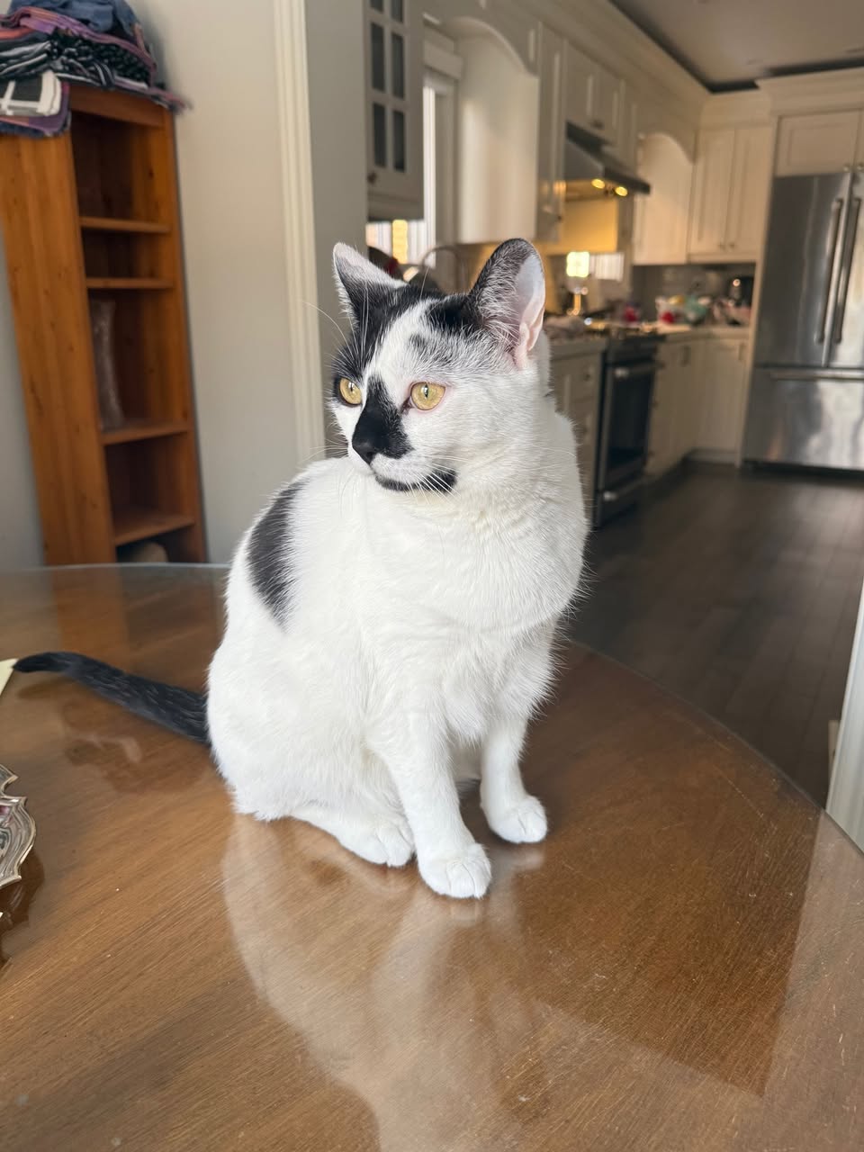 Lost Cat in Thornhill