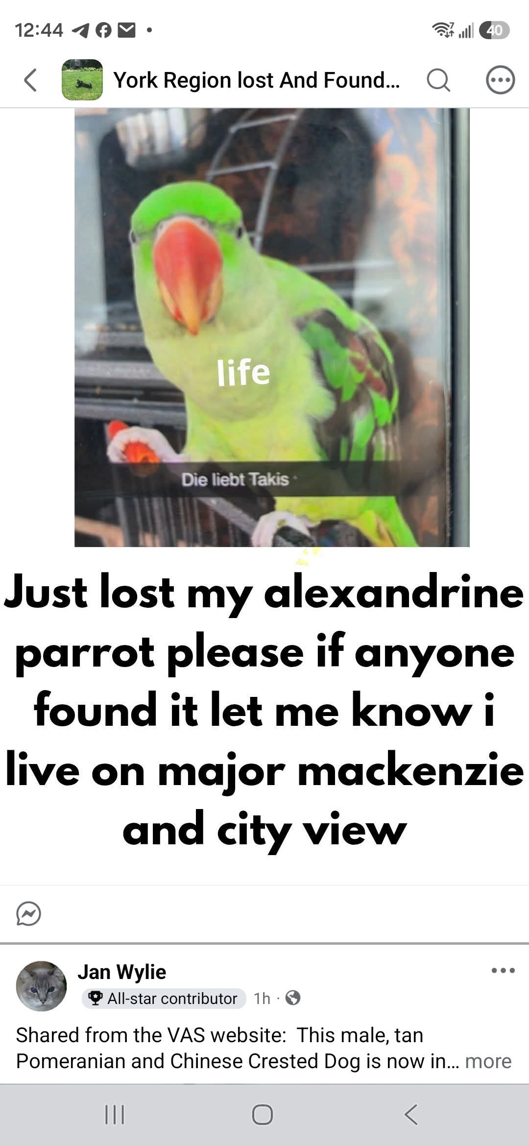Lost Bird in Major Mackenzie And City View