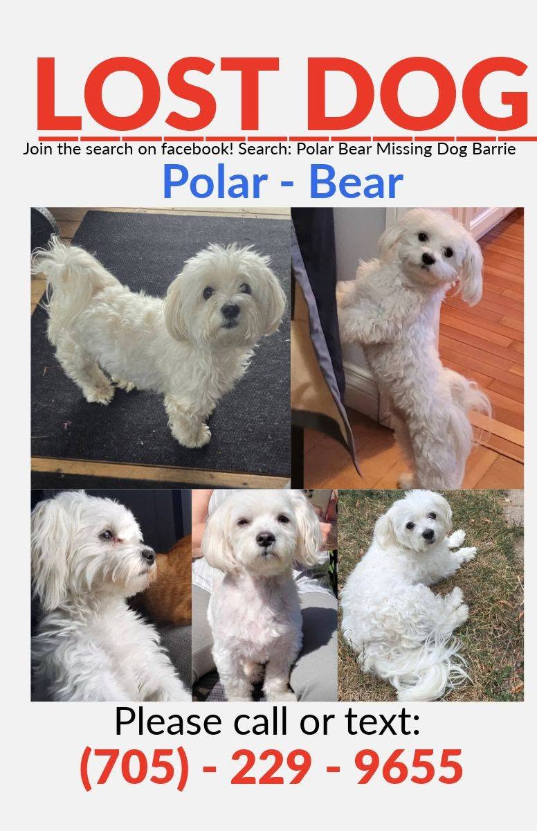 Lost Dog in Barrie