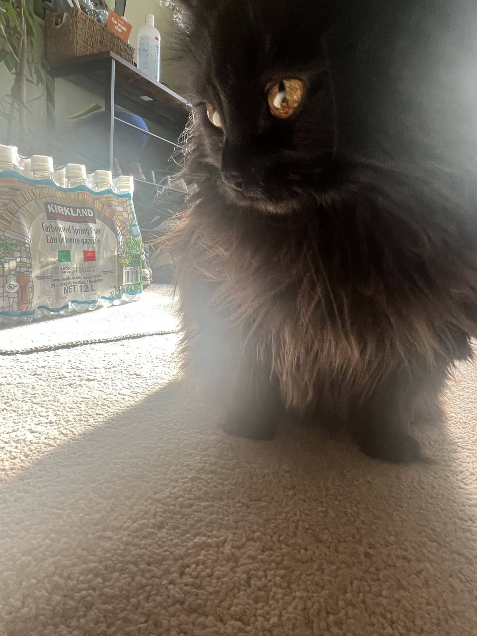Lost cat