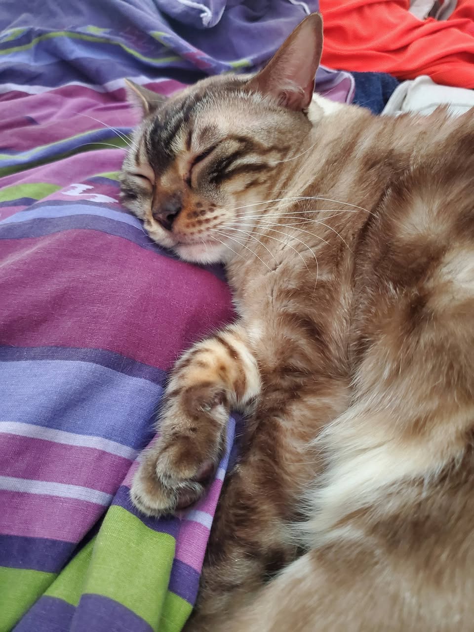 Lost cat