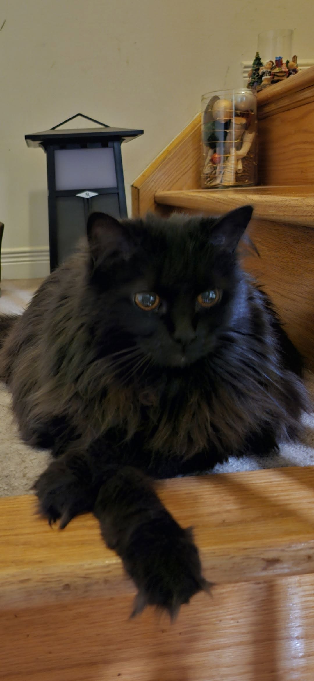 Lost cat