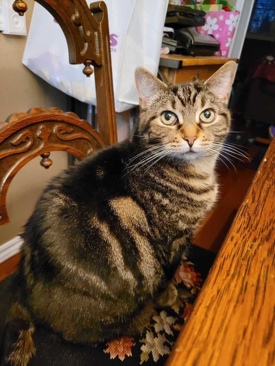 Lost Cat in Keswick