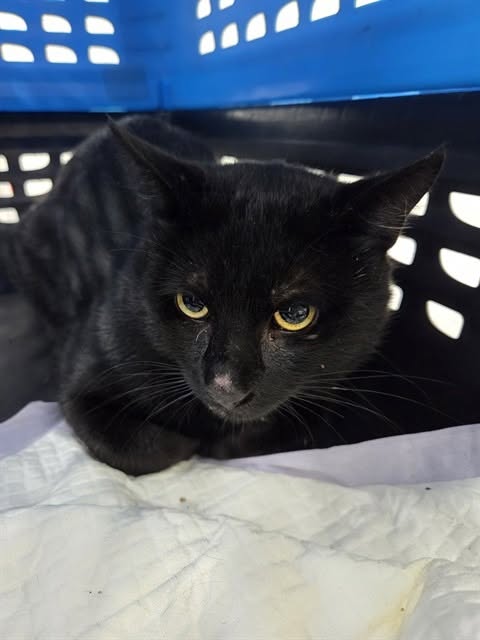Found cat