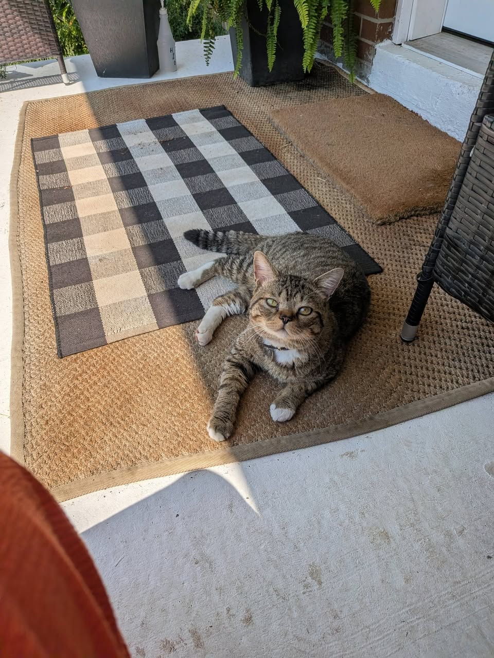 Lost cat