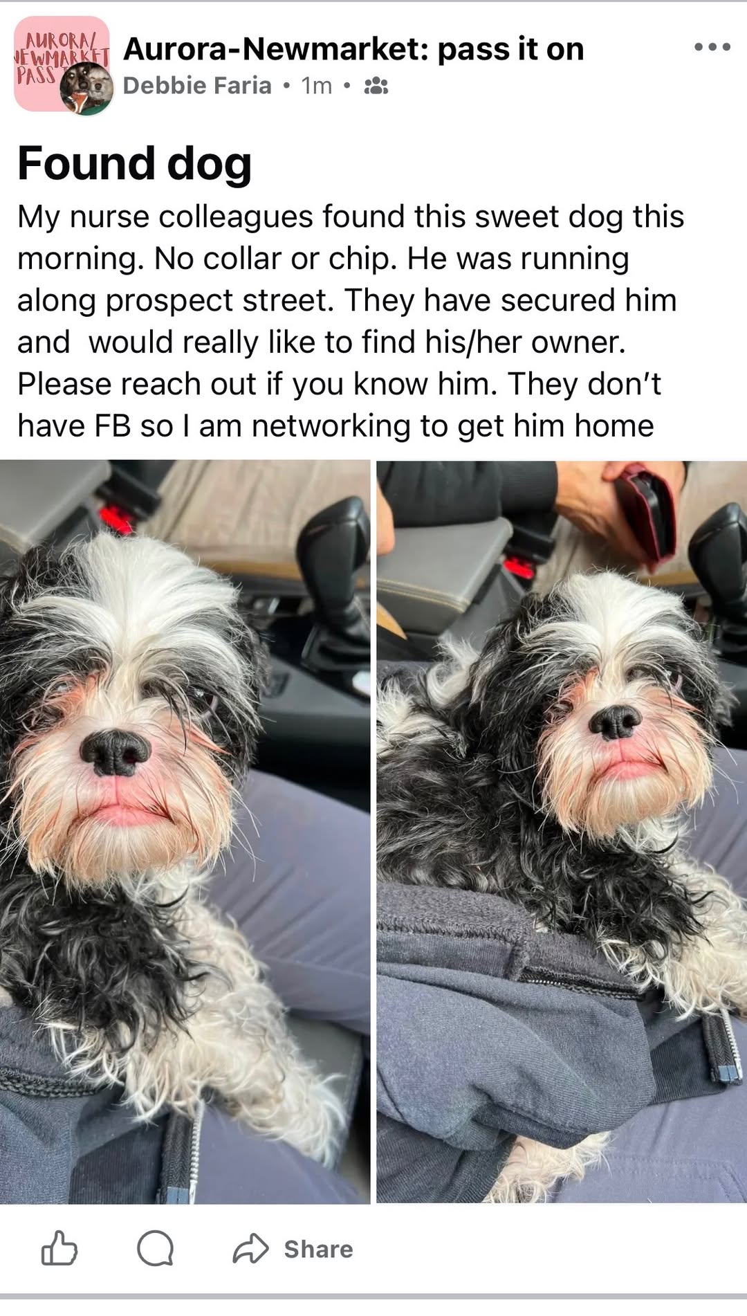 Found dog
