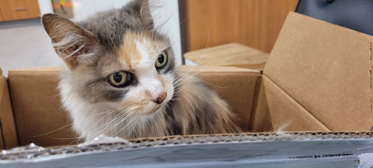 Found cat