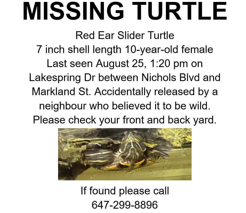 Lost turtle