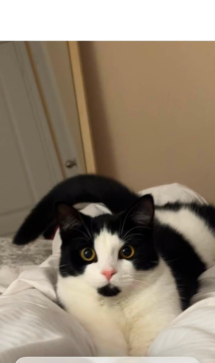 Lost cat