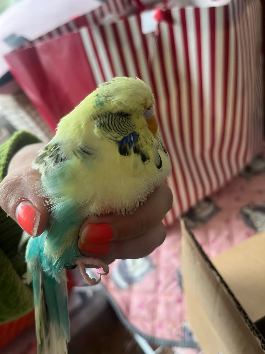Found Budgie in Blackpool