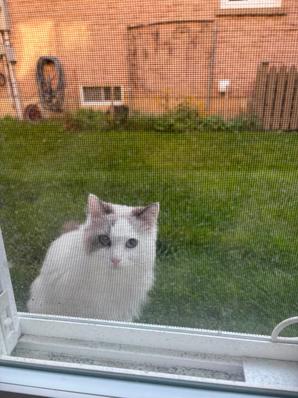 Found cat