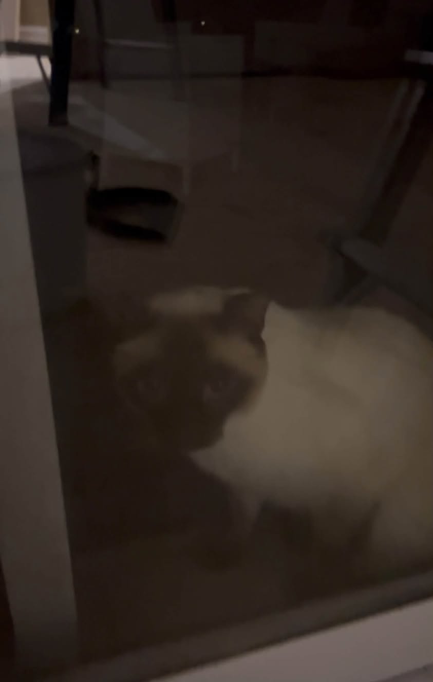 Found cat
