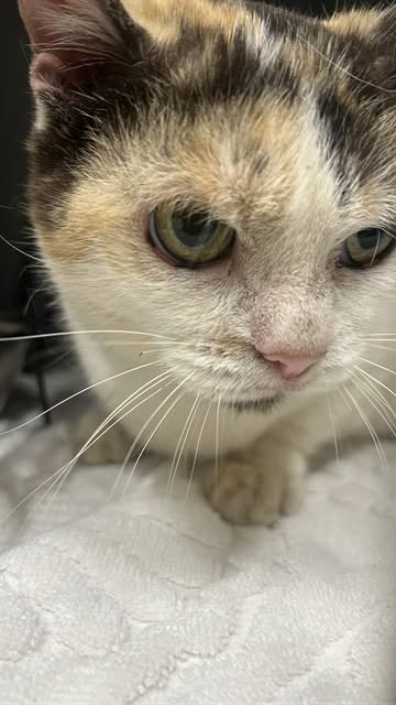 Found cat