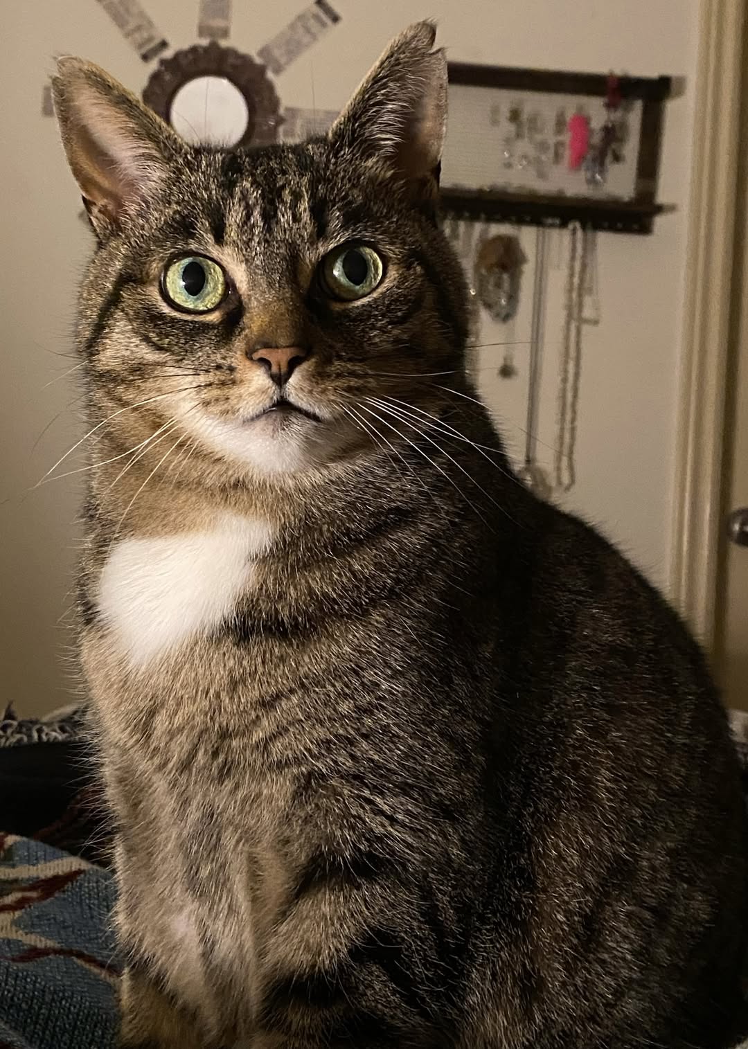 Lost Cat in Aurora