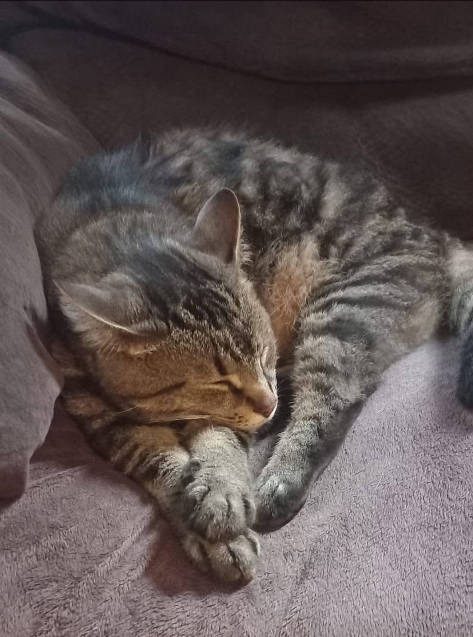 Lost Cat in Aurora