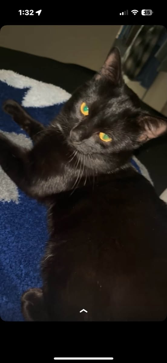 Lost Cat in Copland Trail