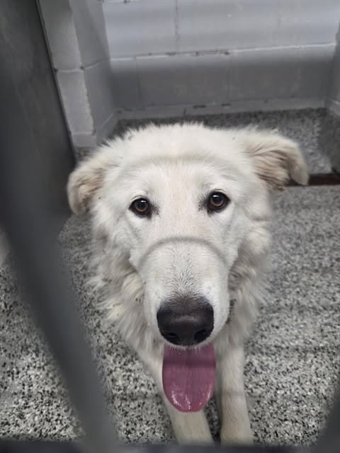 Found Dog in King