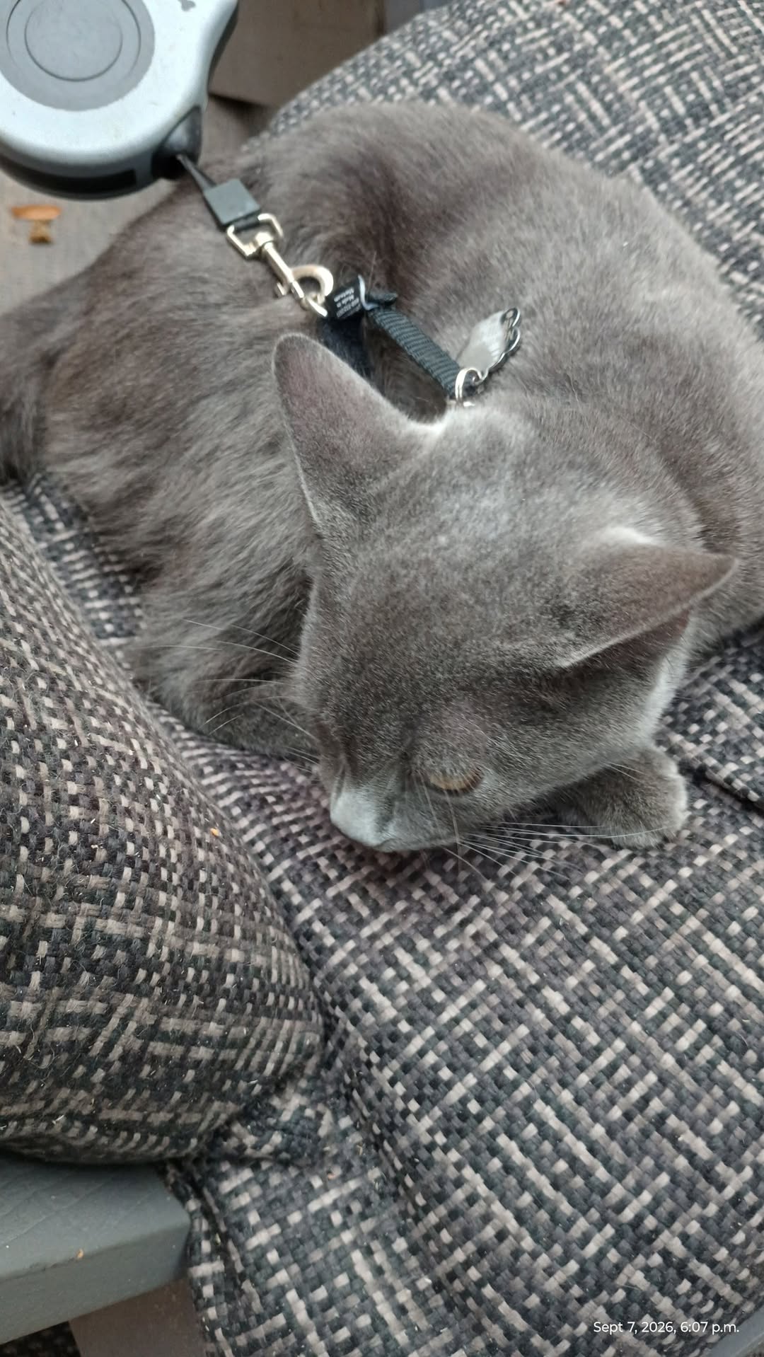 Found cat