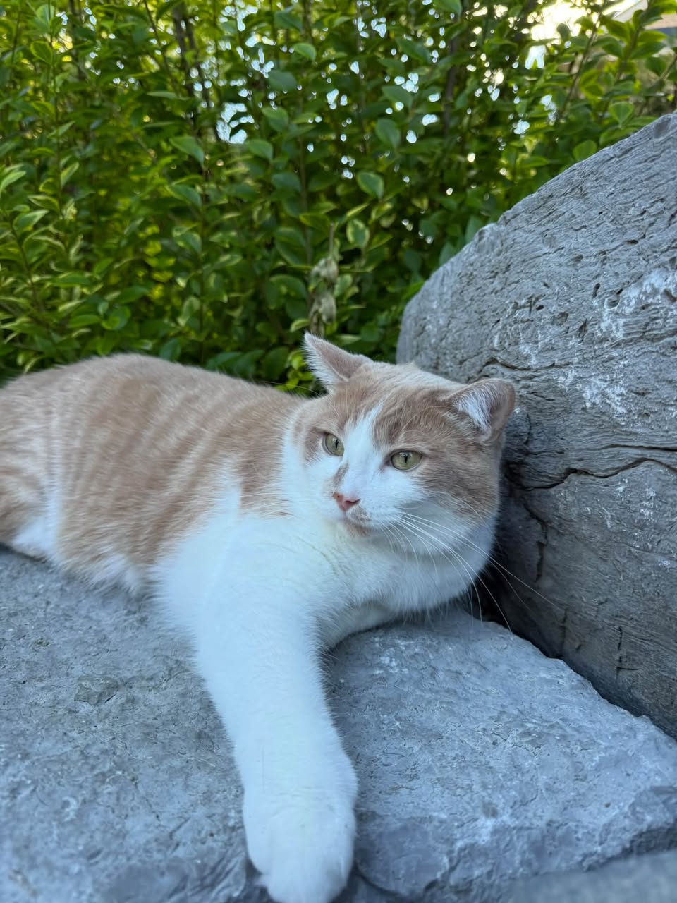 Lost Cat in Richmond Hill