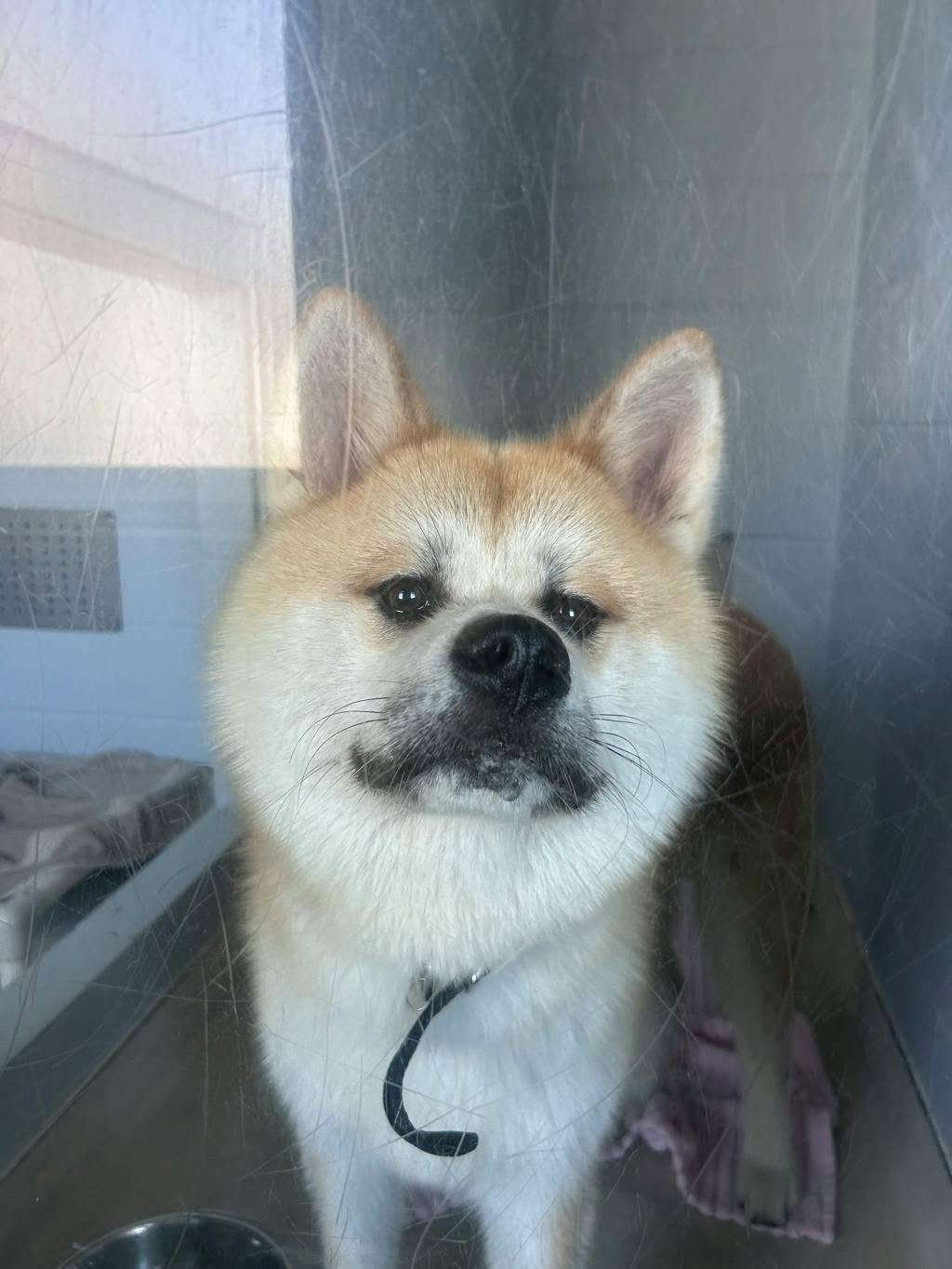 Found dog