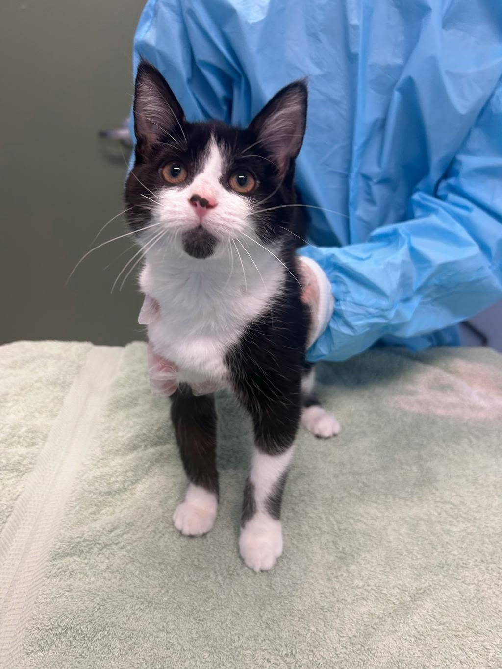 Found cat