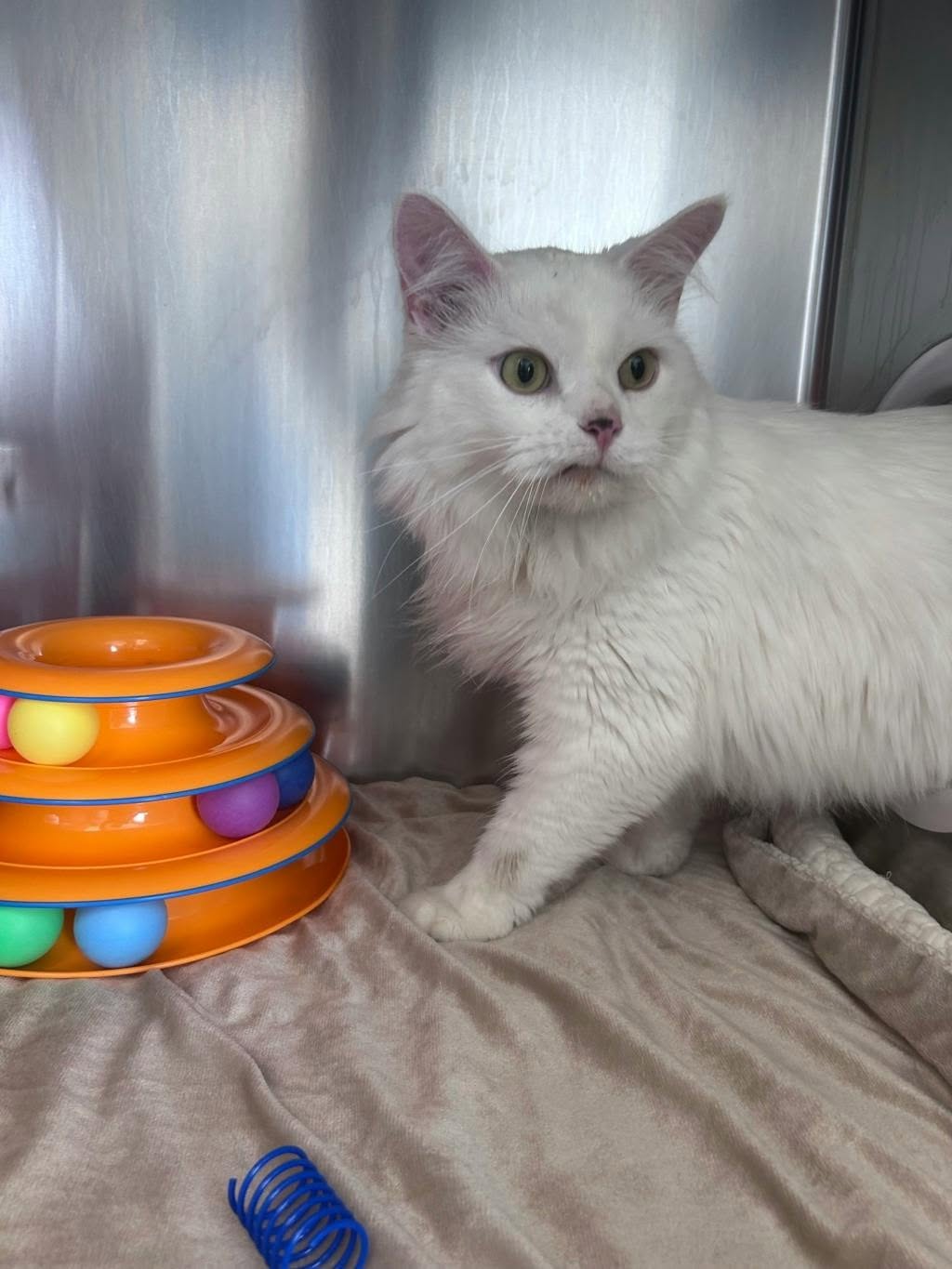 Found cat