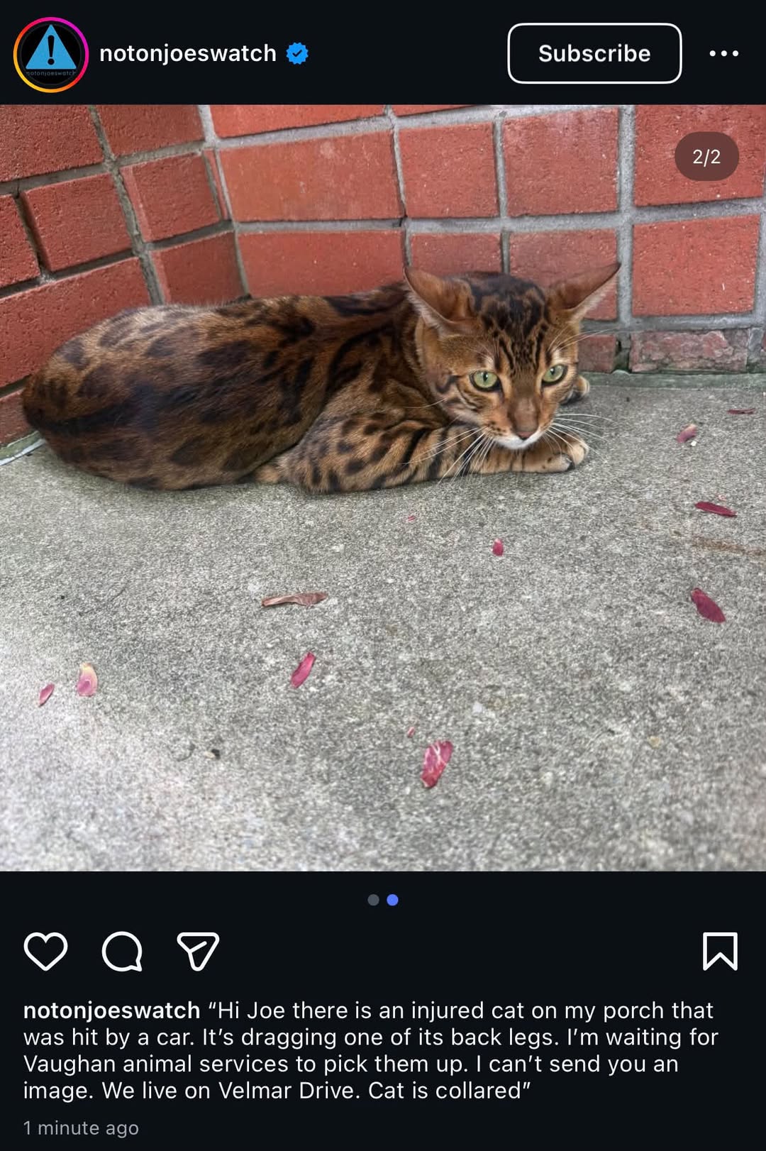 Found cat