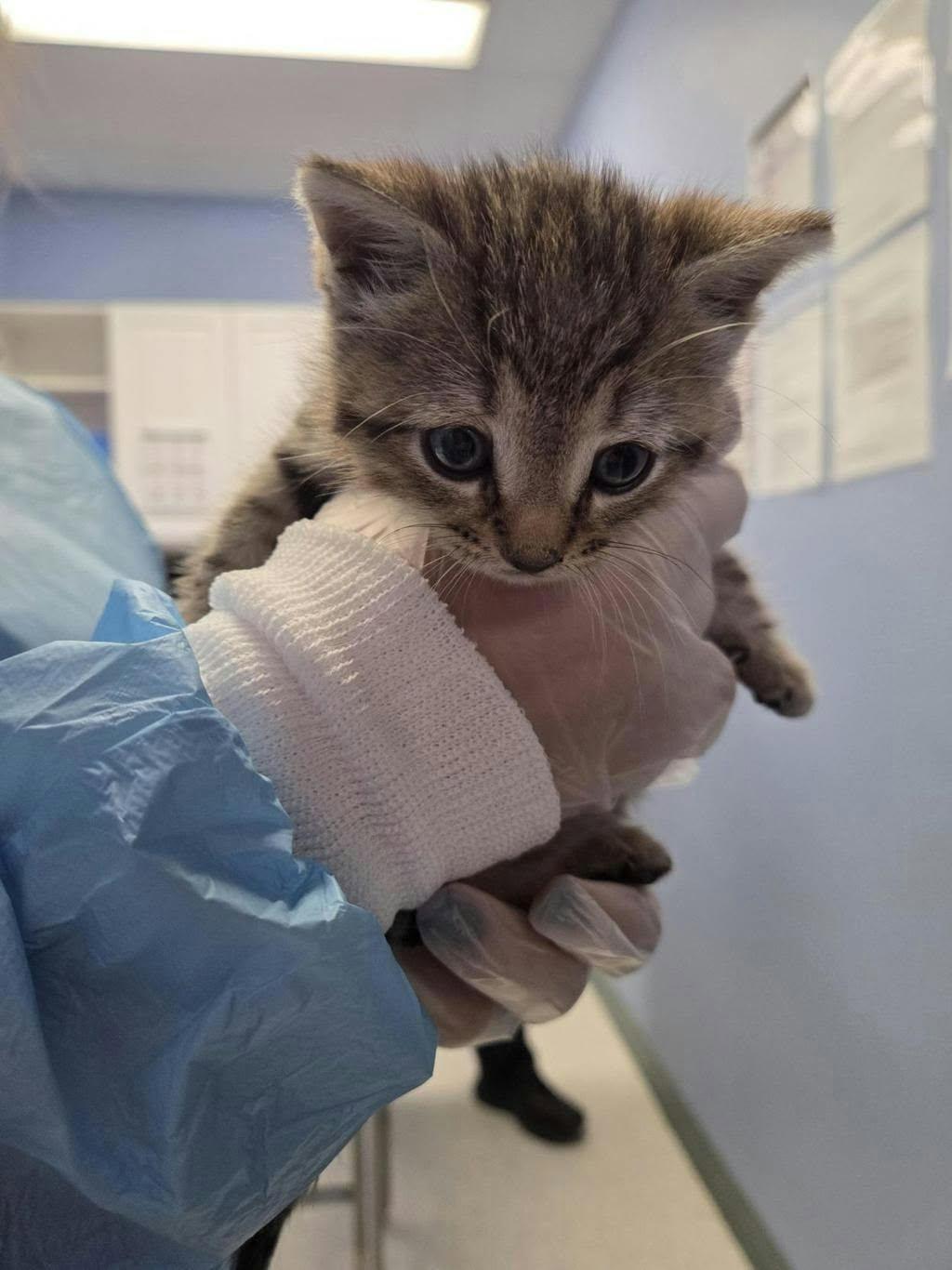 Found cat