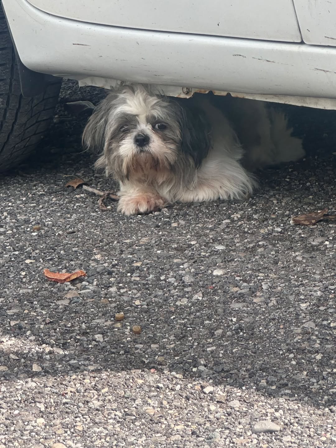 Found dog