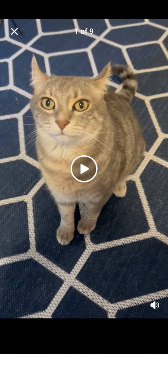 Lost Cat in Newmarket