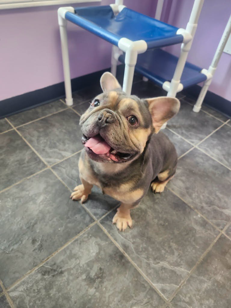 Found Dog in Schomberg