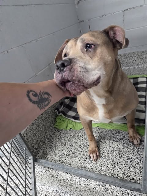 Found dog