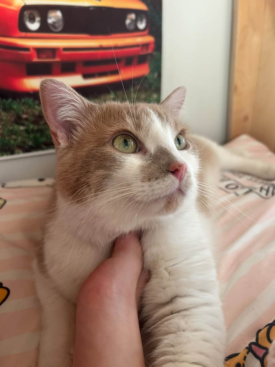 Lost cat