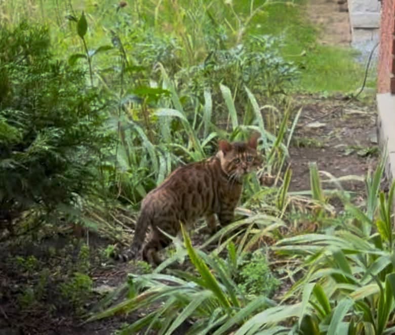 Found Cat in Chant Crescent