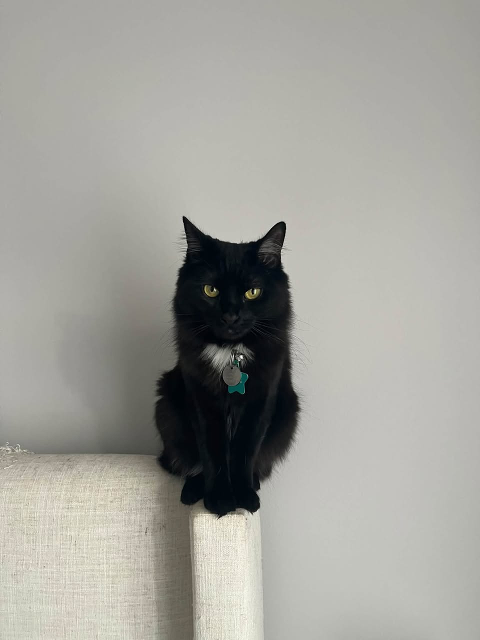 Lost Cat in Richmond Hill