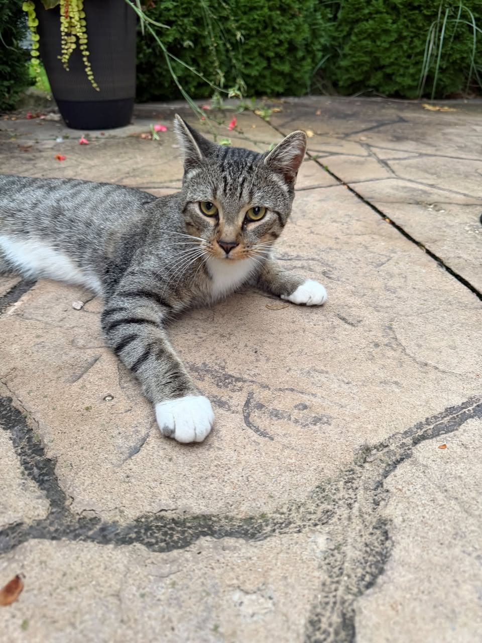 Found cat