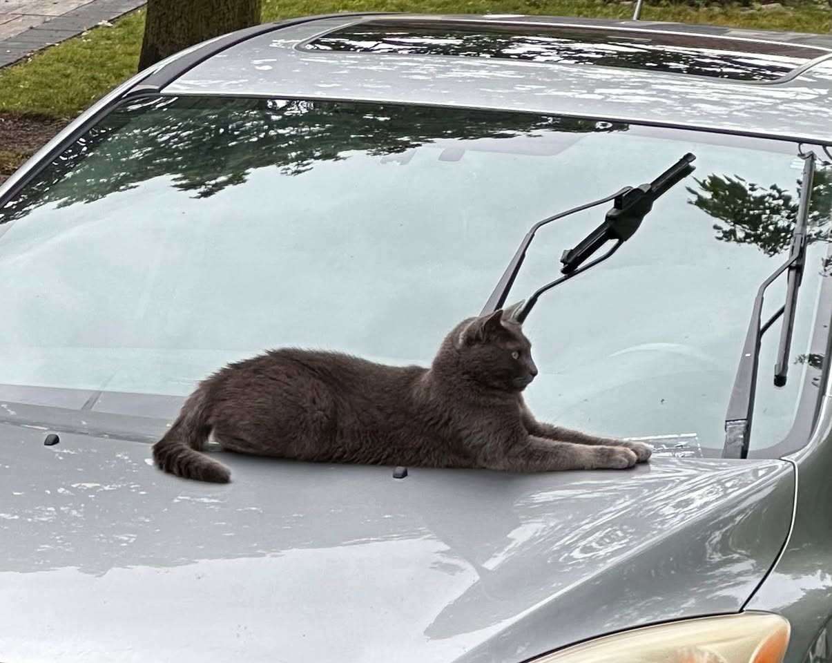 Lost Cat in Thornhill