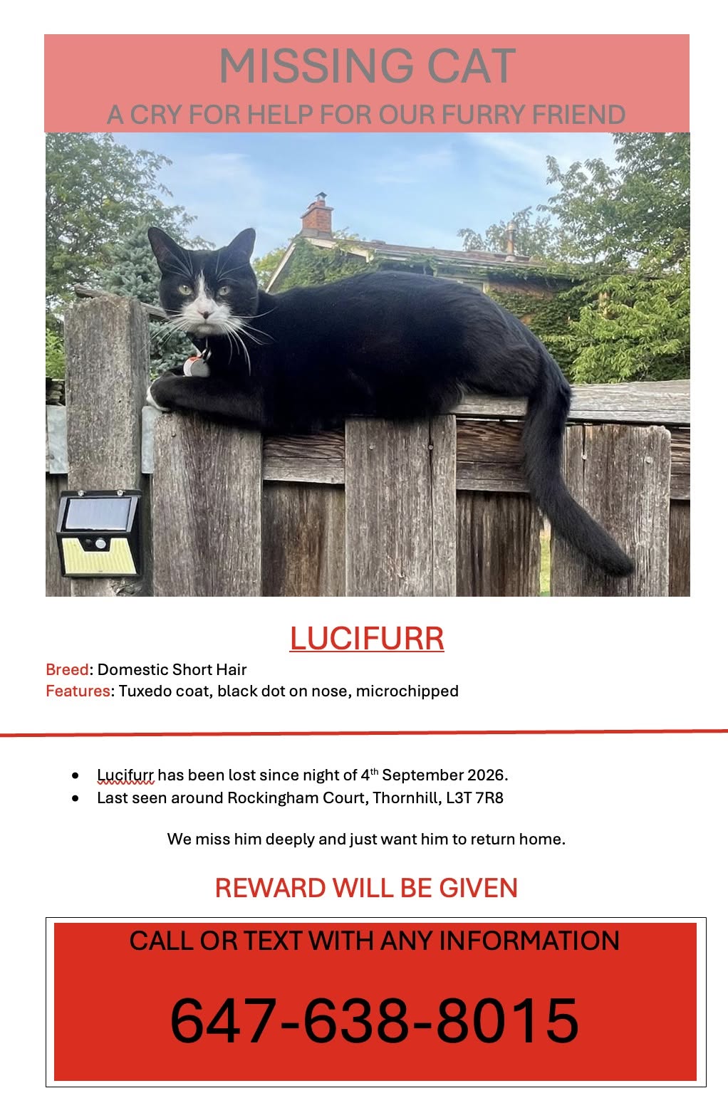 Lost Cat in Thornhill